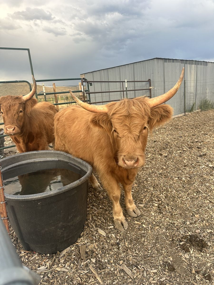 Highland Cows