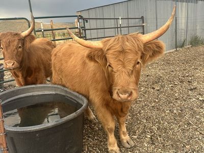Highland Cows