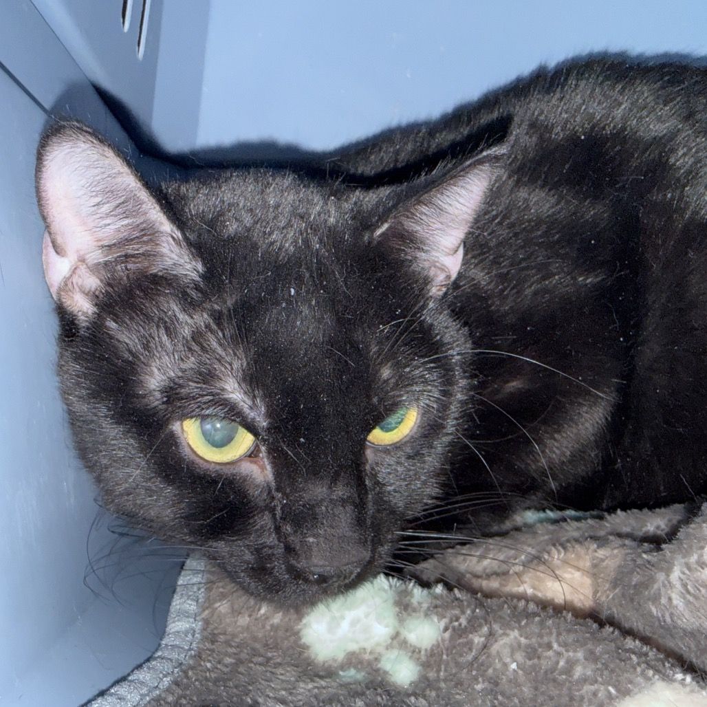 Hello my name is Tourmaline