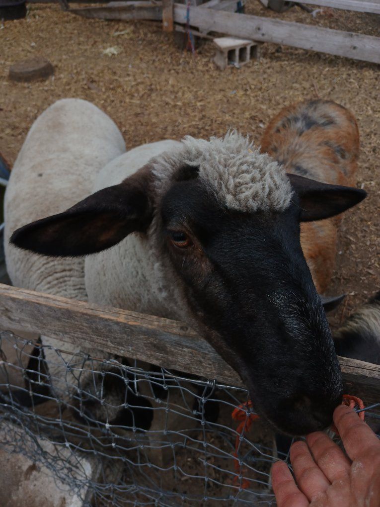 Friendly Sheep for Sale - Yearling ewe lamb- Great for Farm or Pet
