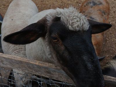 Friendly Sheep for Sale - Yearling ewe lamb- Great for Farm or Pet
