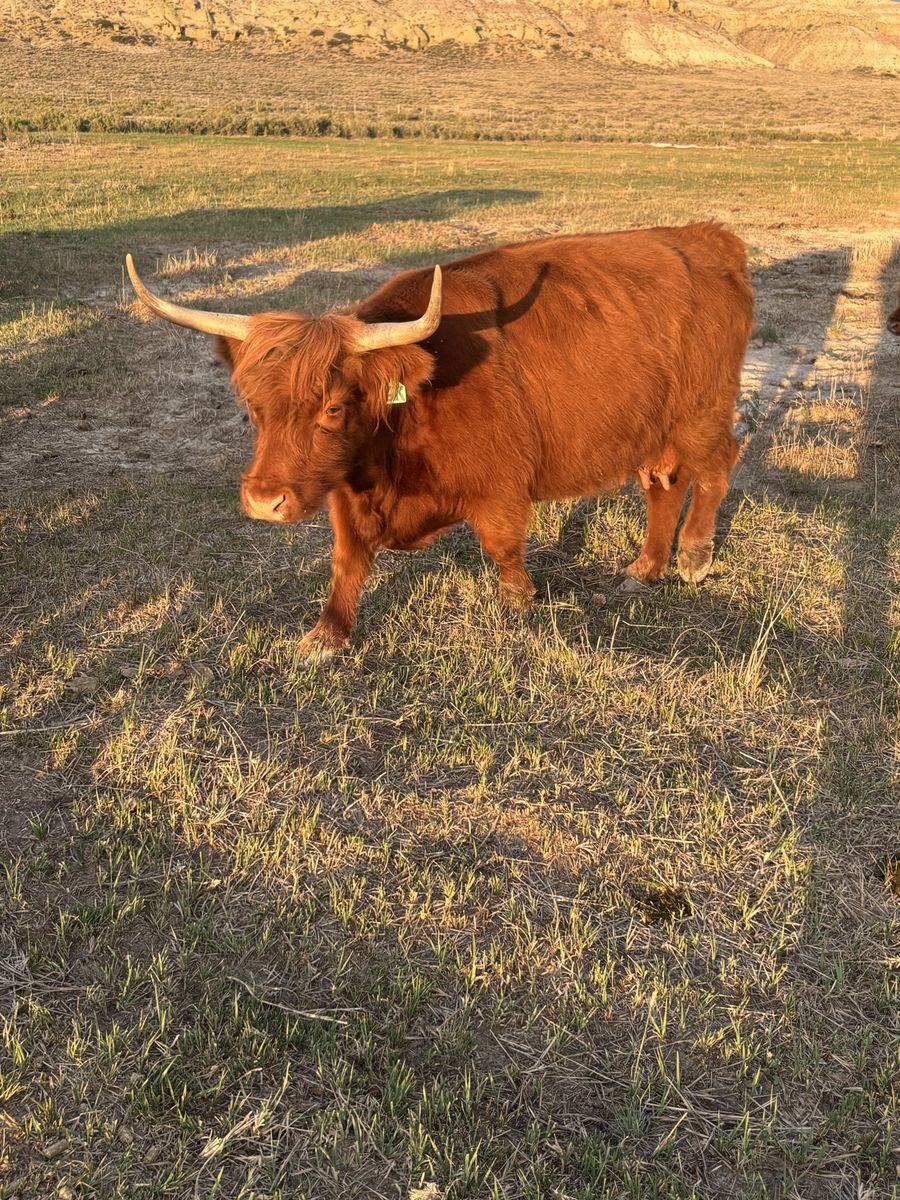 Registered highland cows