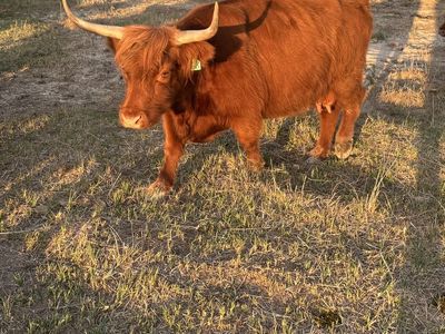 Registered highland cows