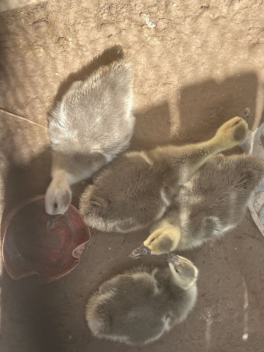 Chinese geese
