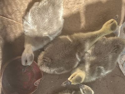 Chinese geese