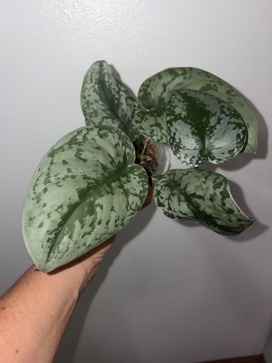 Scindapsus Pictus Exotica Satin Pothos Live Houseplant