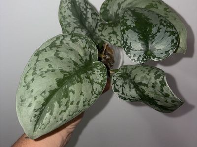 Scindapsus Pictus Exotica Satin Pothos Live Houseplant