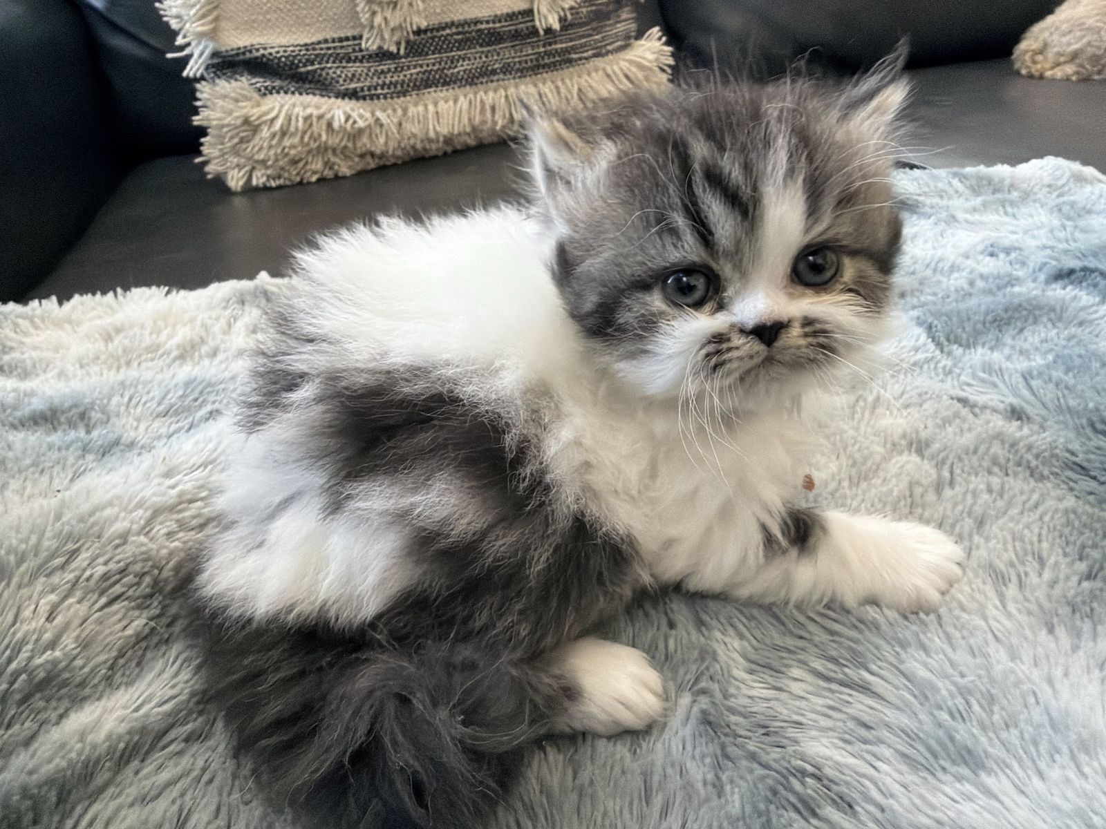 Persian Kittens
