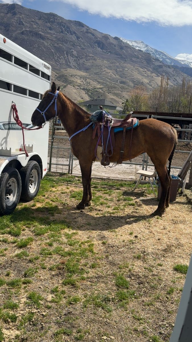 5 YO Gaited Mare