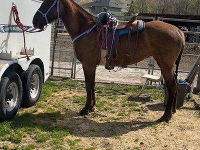 5 YO Gaited Mare