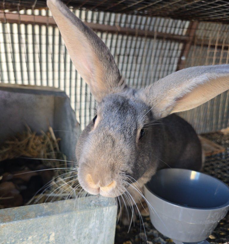 new zealand doe and babies