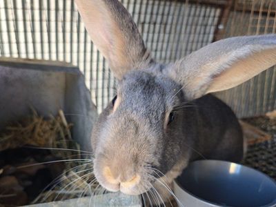 new zealand doe and babies
