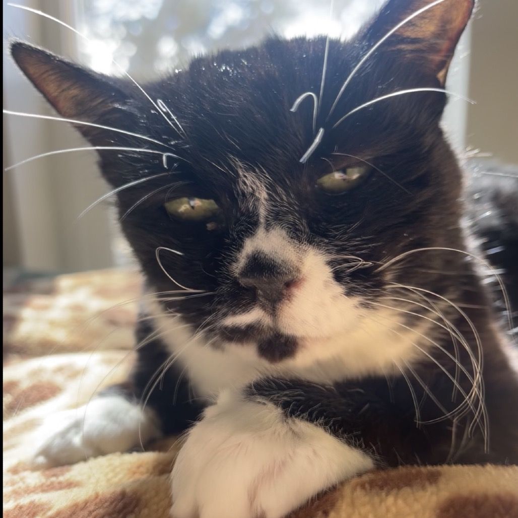 Hello my name is Hepburn