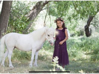 Miniature Horse - Mini Unicorn