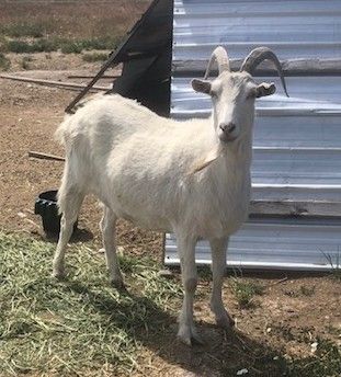 Saanen wether goat