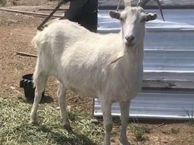 Saanen wether goat