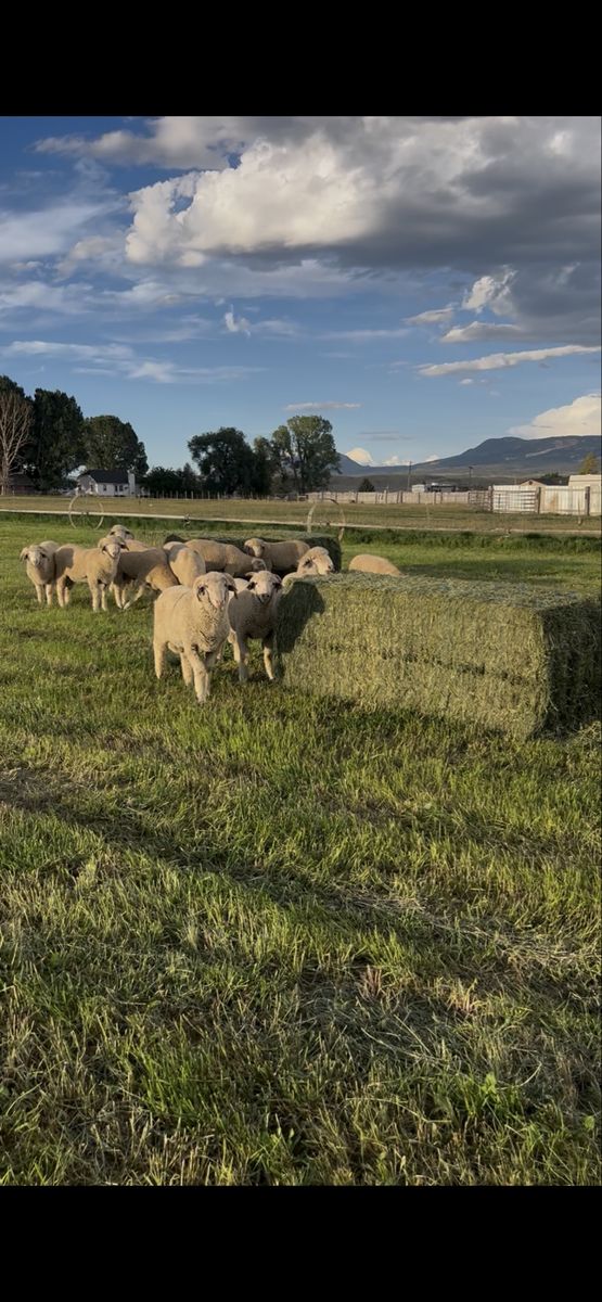 PUREBRED RAMBOUILLET & MERINO CROSS BUCK LAMBS