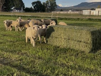 PUREBRED RAMBOUILLET & MERINO CROSS BUCK LAMBS