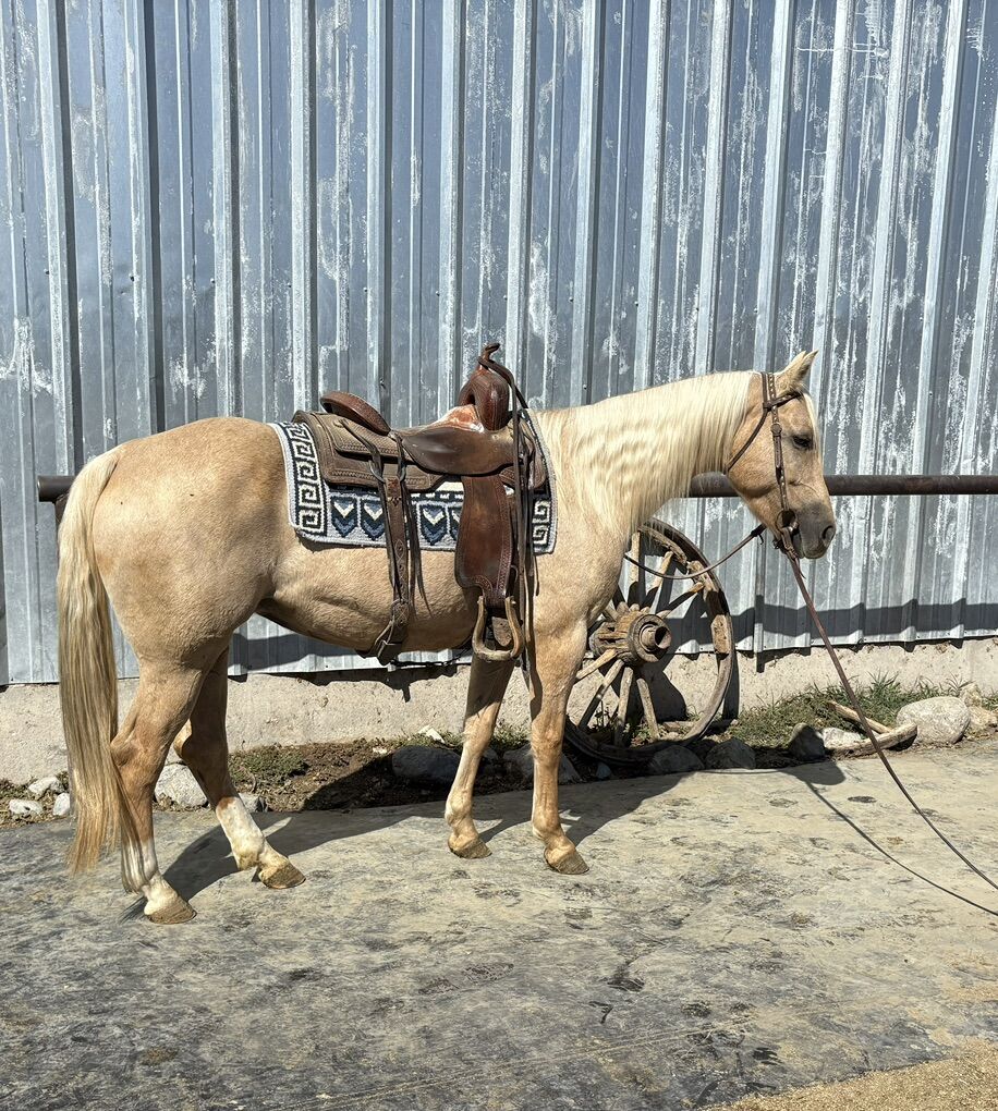 2018 AQHA Palomino Mare