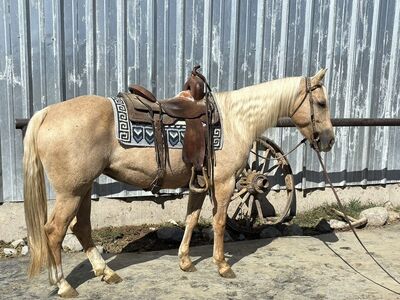 2018 AQHA Palomino Mare