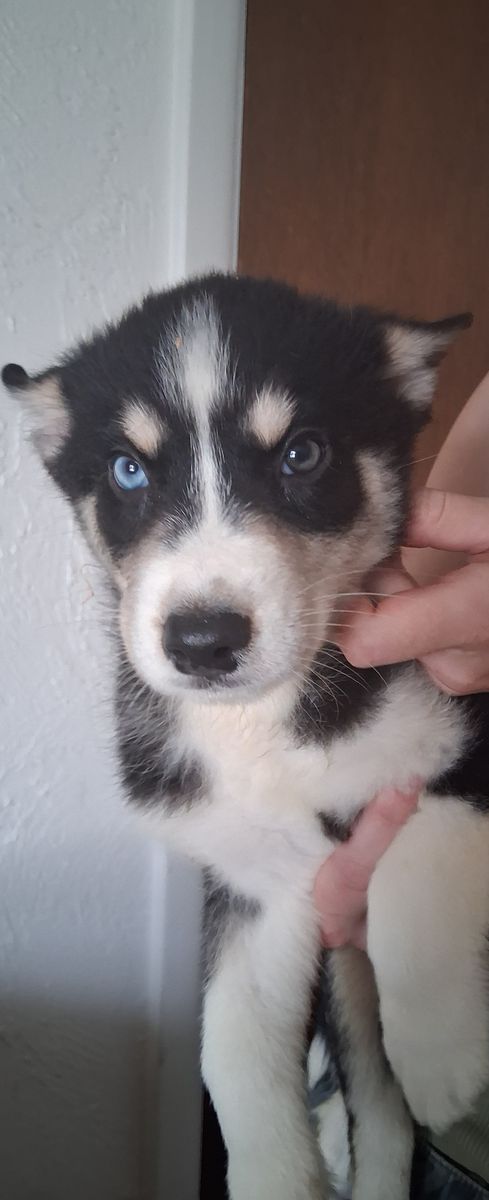 Auskie puppies (Australian Shepard and Husky mix)