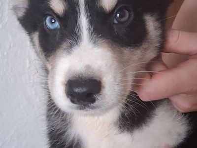 Auskie puppies (Australian Shepard and Husky mix)