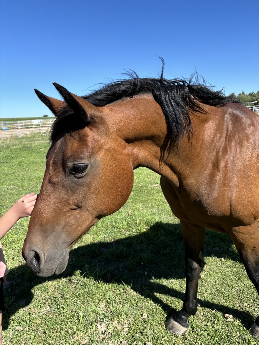 Bay Mare looking for forever home