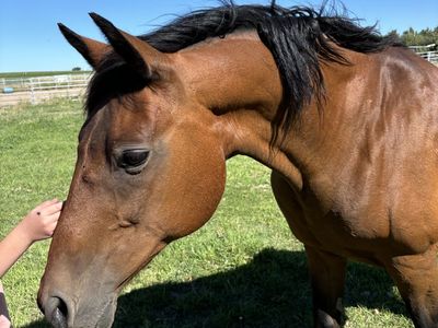 Bay Mare looking for forever home