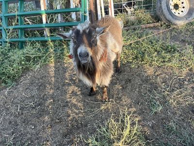 Registered Nigerian Dwarf ** For stud only**