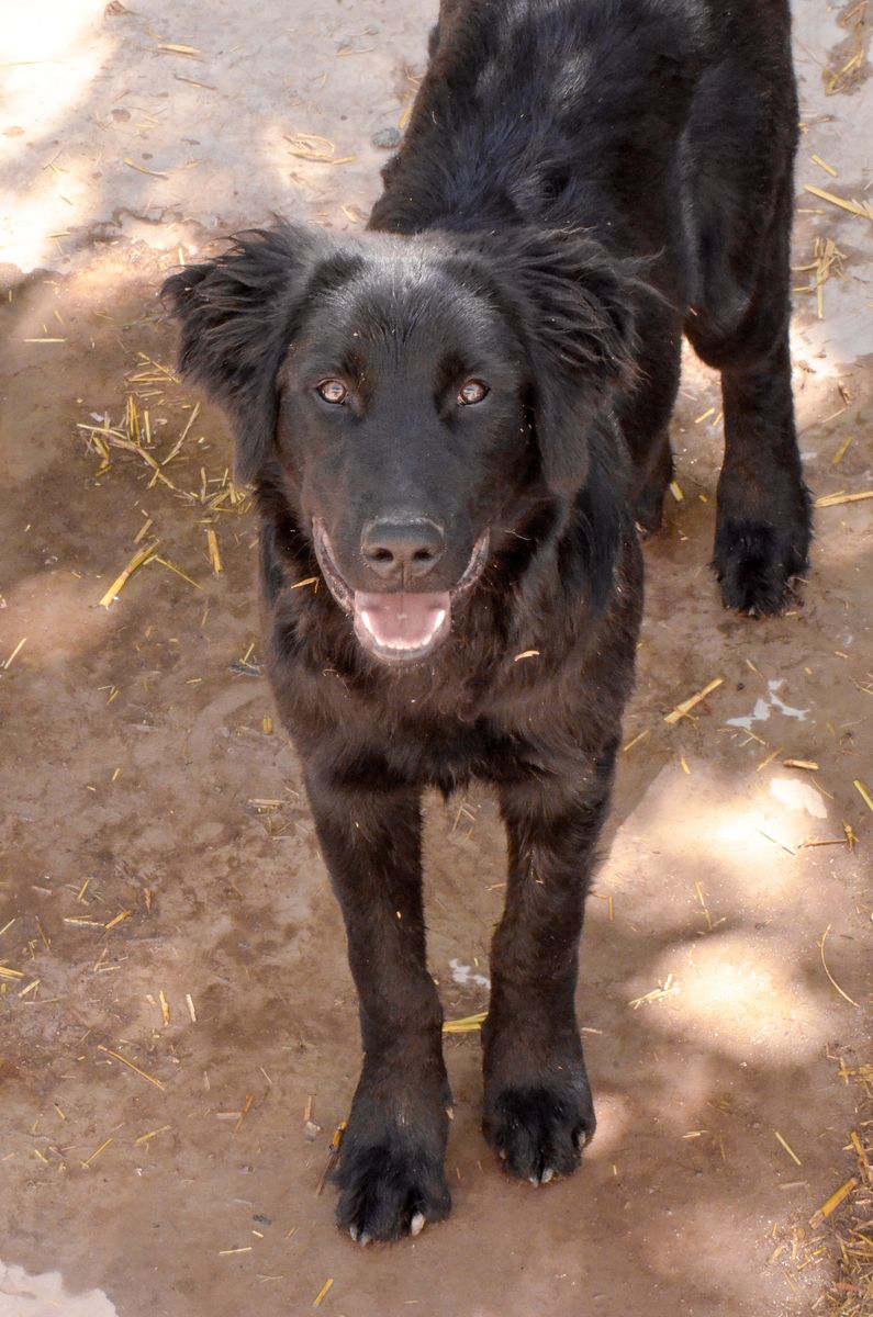 Shepherd retriever mix pup
