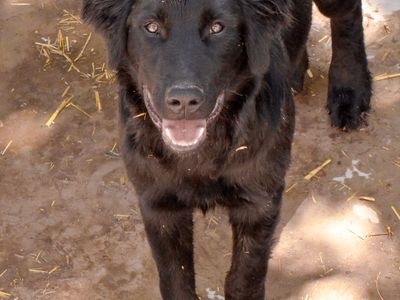 Shepherd retriever mix pup