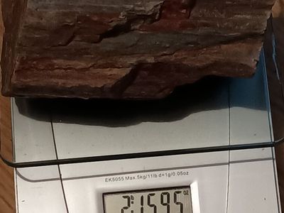 2 pound piece of petrified wood