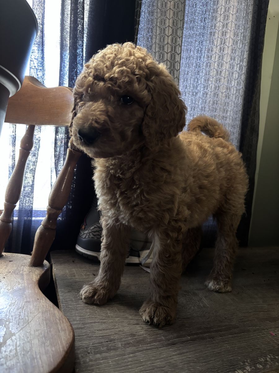 Goldendoodle puppy’s 4 available