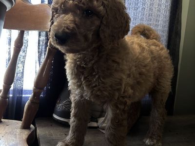 Goldendoodle puppy’s 4 available