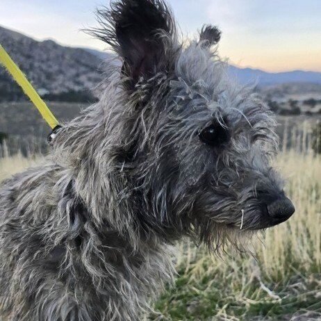 Bailey, a Berger Picard mix