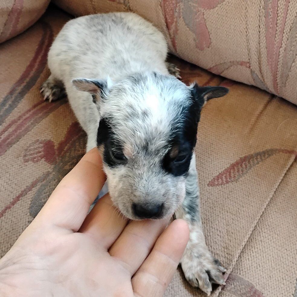 ACD-Blue Heeler puppies for sale