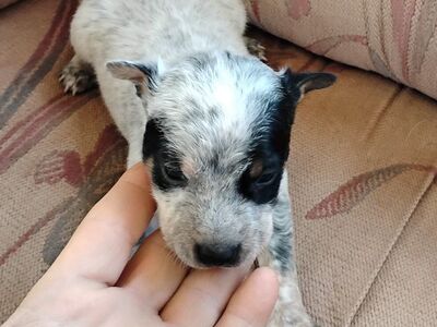 ACD-Blue Heeler puppies for sale
