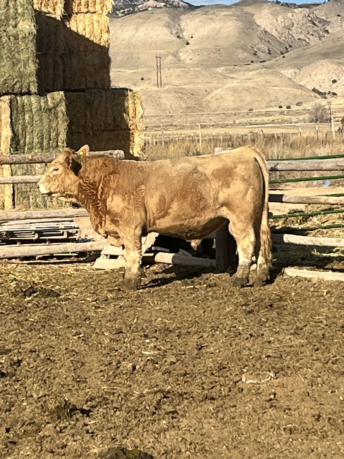 Charolais Bull
