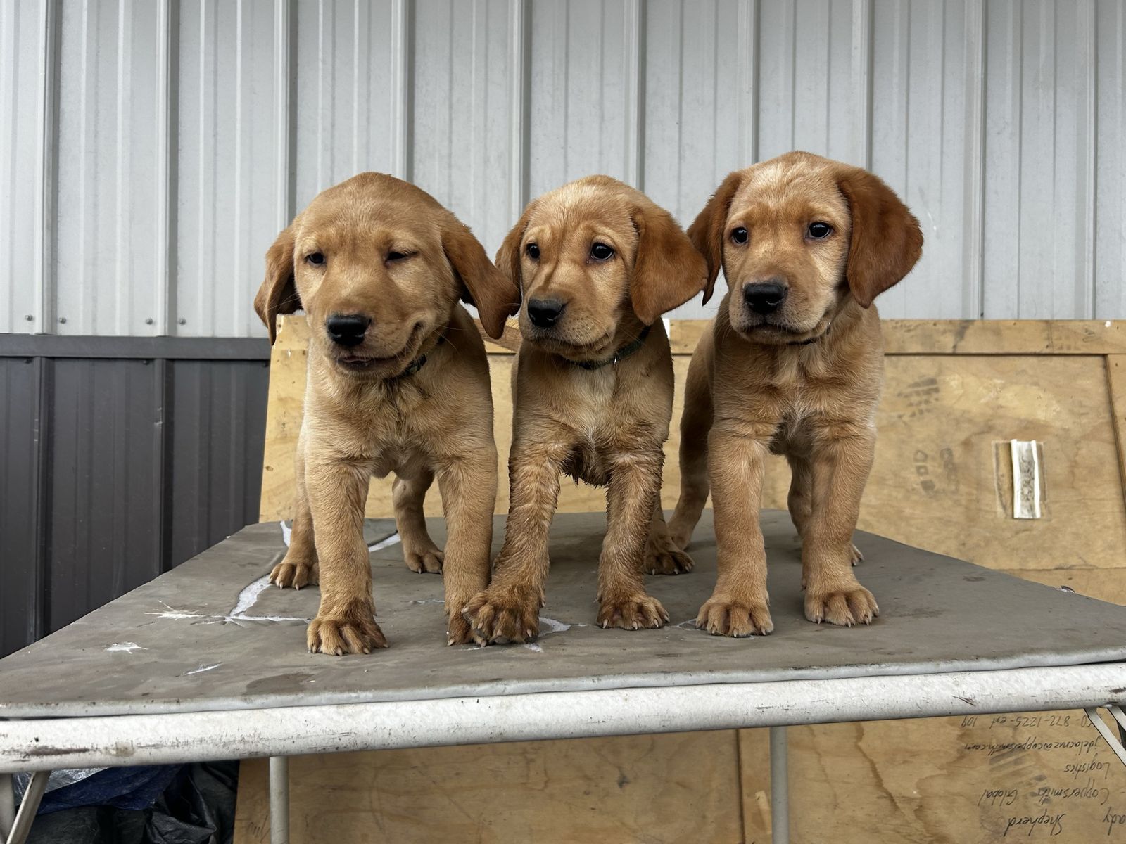 Lab puppies