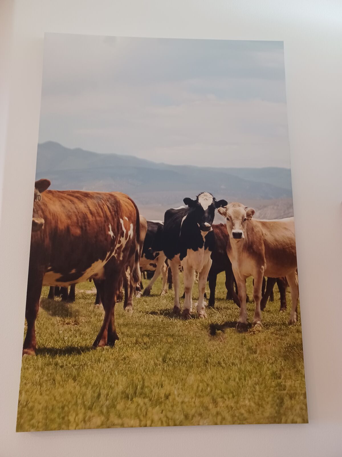 Picture of Cows