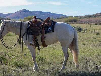 3 year old ranch mare