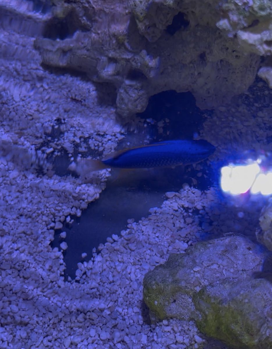 Fiji Devil Damsel Saltwater