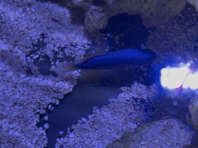 Fiji Devil Damsel Saltwater