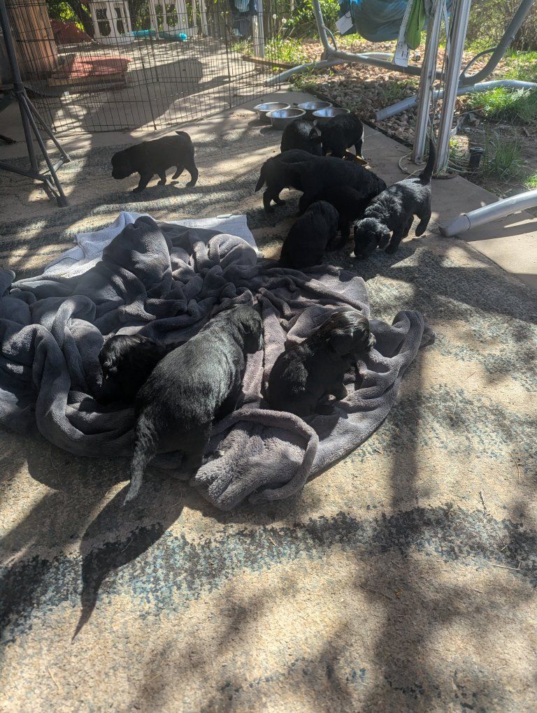 Golden Mountain doodles for sale