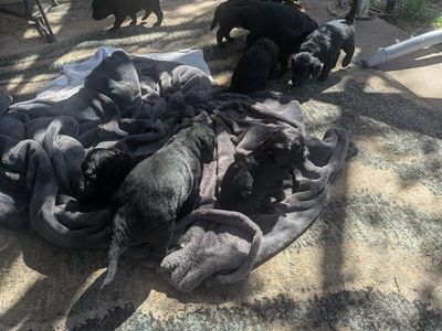 Golden Mountain doodles for sale