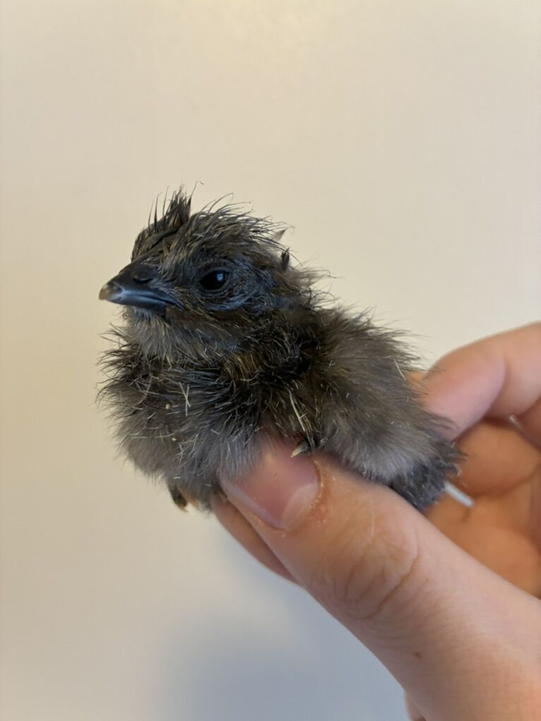 Fresh Ayam Cemani Chicks