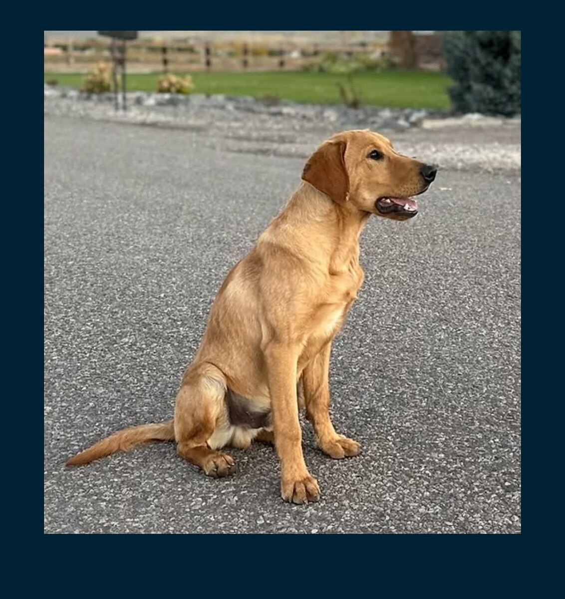 AKC Registered/OFA Tested Lab/Labrador Puppies for Sale