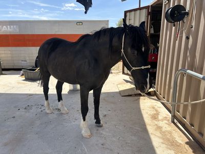 15 year old Tennessee walker gelding located near Moapa valley,NV