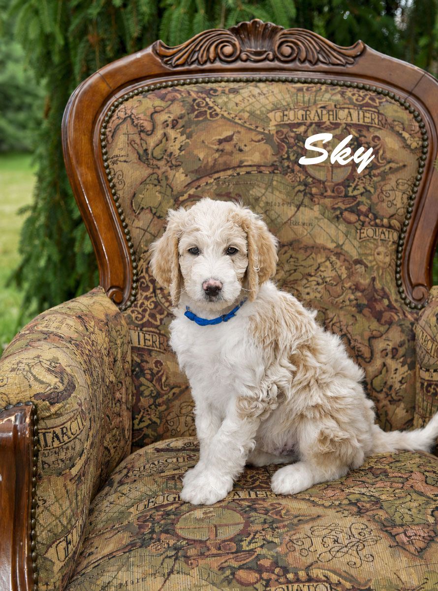 Multi-Gen Mini Goldendoodles
