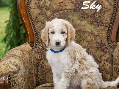 Multi-Gen Mini Goldendoodles
